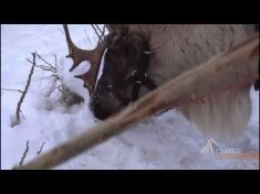 Гефест Ивент организовал катанья на оленьих упряжках